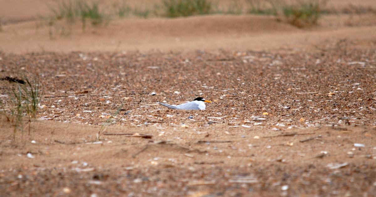 Little tern nesting cpt Amy